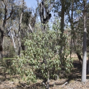 Brachychiton populneus subsp. populneus at Hawker, ACT - 27 Feb 2020