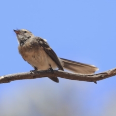 Rhipidura albiscapa (Grey Fantail) at Dunlop, ACT - 27 Feb 2020 by Alison Milton