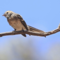 Rhipidura albiscapa at Dunlop, ACT - 27 Feb 2020 12:09 PM