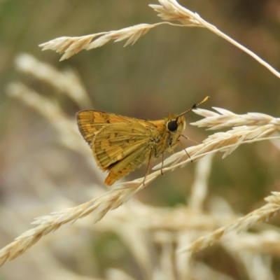 Ocybadistes walkeri (Green Grass-dart) at Kambah, ACT - 15 Feb 2020 by MatthewFrawley