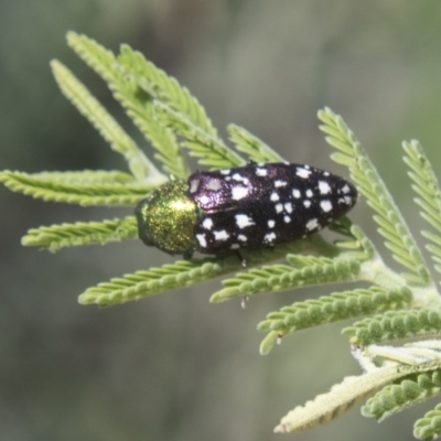 Diphucrania leucosticta (White-flecked acacia jewel beetle) at Hawker, ACT - 26 Feb 2020 by AlisonMilton