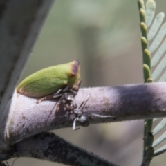 Sextius virescens (Acacia horned treehopper) at Hawker, ACT - 27 Feb 2020 by AlisonMilton