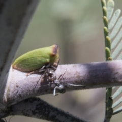 Sextius virescens (Acacia horned treehopper) at The Pinnacle - 26 Feb 2020 by AlisonMilton
