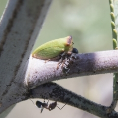 Sextius virescens at Hawker, ACT - 27 Feb 2020 10:47 AM