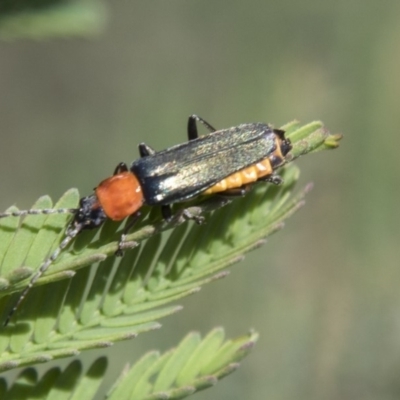 Chauliognathus tricolor (Tricolor soldier beetle) at Hawker, ACT - 27 Feb 2020 by AlisonMilton