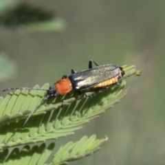 Chauliognathus tricolor at Hawker, ACT - 27 Feb 2020