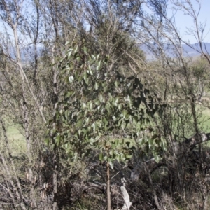 Brachychiton populneus subsp. populneus at Hawker, ACT - 27 Feb 2020