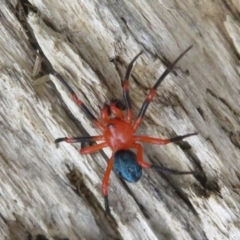 Nicodamidae (family) (Red and Black Spider) at Cotter River, ACT - 29 Feb 2020 by Christine