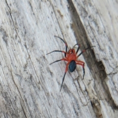 Nicodamidae (family) at Cotter River, ACT - 29 Feb 2020 02:10 PM