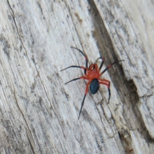 Nicodamidae (family) at Cotter River, ACT - 29 Feb 2020 02:10 PM