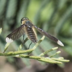 Comptosia sp. (genus) (Unidentified Comptosia bee fly) at Hawker, ACT - 27 Feb 2020 by AlisonMilton