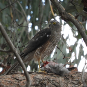 Tachyspiza cirrocephala at Kambah, ACT - 16 Feb 2020