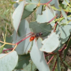 Eumeninae (subfamily) at Cotter River, ACT - 29 Feb 2020