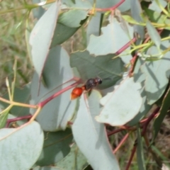 Eumeninae (subfamily) (Unidentified Potter wasp) at Cotter River, ACT - 29 Feb 2020 by Christine