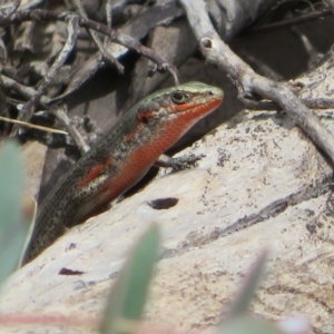 Pseudemoia entrecasteauxii at Cotter River, ACT - 29 Feb 2020 01:43 PM