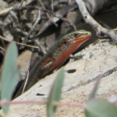 Pseudemoia entrecasteauxii at Cotter River, ACT - 29 Feb 2020