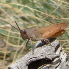 Goniaea australasiae (Gumleaf grasshopper) at Namadgi National Park - 29 Feb 2020 by Christine