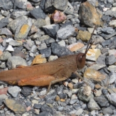 Goniaea australasiae at Cotter River, ACT - 29 Feb 2020