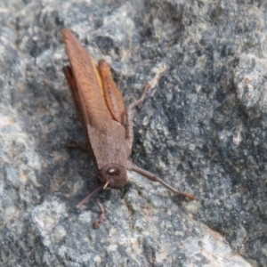 Goniaea australasiae at Cotter River, ACT - 29 Feb 2020