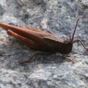 Goniaea australasiae at Cotter River, ACT - 29 Feb 2020