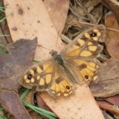 Geitoneura klugii (Marbled Xenica) at Namadgi National Park - 29 Feb 2020 by Christine