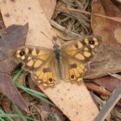 Geitoneura klugii at Cotter River, ACT - 29 Feb 2020 01:12 PM