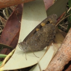 Geitoneura klugii at Cotter River, ACT - 29 Feb 2020