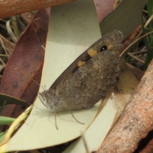 Geitoneura klugii at Cotter River, ACT - 29 Feb 2020