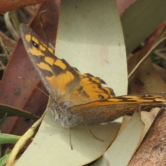 Geitoneura klugii at Cotter River, ACT - 29 Feb 2020 01:12 PM