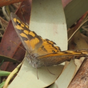 Geitoneura klugii at Cotter River, ACT - 29 Feb 2020