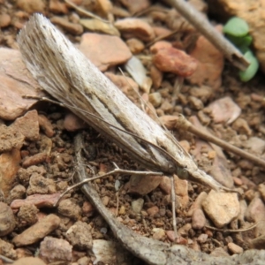 Tawhitia pentadactylus at Cotter River, ACT - 29 Feb 2020 02:07 PM