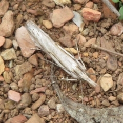 Tawhitia pentadactylus at Cotter River, ACT - 29 Feb 2020