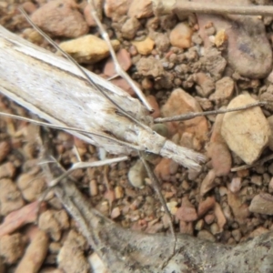 Tawhitia pentadactylus at Cotter River, ACT - 29 Feb 2020 02:07 PM