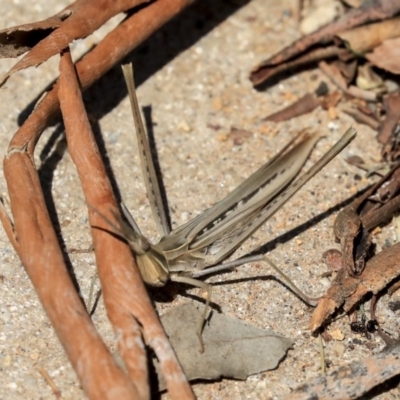 Acrida conica (Giant green slantface) at Weetangera, ACT - 27 Feb 2020 by AlisonMilton