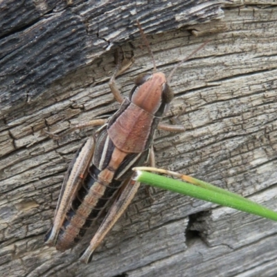 Praxibulus sp. (genus) (A grasshopper) at Namadgi National Park - 29 Feb 2020 by Christine