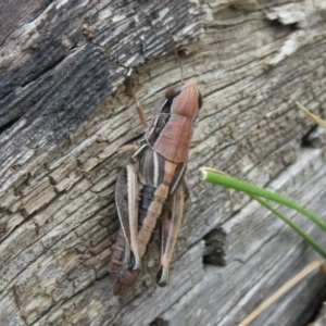 Praxibulus sp. (genus) at Cotter River, ACT - 29 Feb 2020