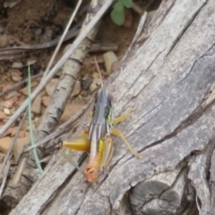 Praxibulus sp. (genus) (A grasshopper) at Namadgi National Park - 29 Feb 2020 by Christine