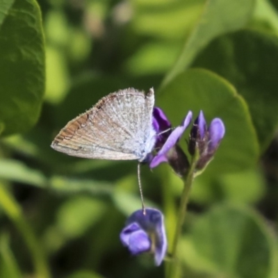 Zizina otis (Common Grass-Blue) at The Pinnacle - 27 Feb 2020 by AlisonMilton