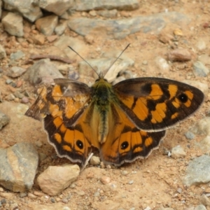 Heteronympha penelope at Cotter River, ACT - 29 Feb 2020