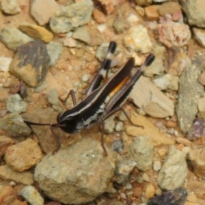 Macrotona australis at Cotter River, ACT - 29 Feb 2020