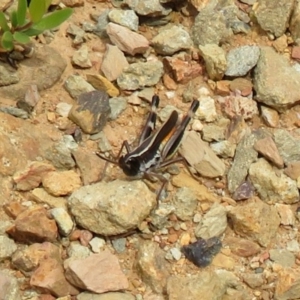 Macrotona australis at Cotter River, ACT - 29 Feb 2020