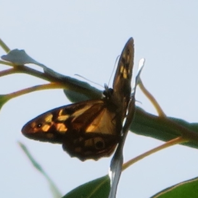 Heteronympha penelope (Shouldered Brown) at Coree, ACT - 28 Feb 2020 by Christine