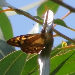 Heteronympha penelope at Coree, ACT - 29 Feb 2020