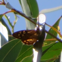 Heteronympha penelope at Coree, ACT - 29 Feb 2020 10:18 AM