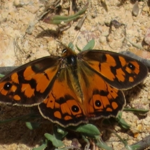 Heteronympha penelope at Coree, ACT - 29 Feb 2020 11:45 AM