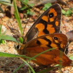 Heteronympha penelope at Coree, ACT - 29 Feb 2020 11:45 AM