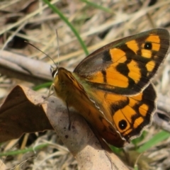 Heteronympha penelope at Coree, ACT - 29 Feb 2020 11:45 AM