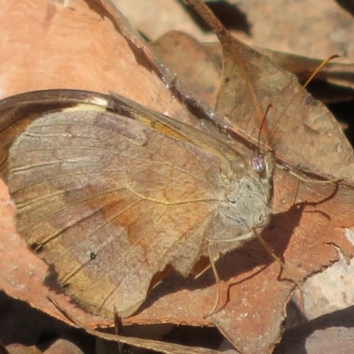 Heteronympha merope (Common Brown Butterfly) at Coree, ACT - 29 Feb 2020 by Christine