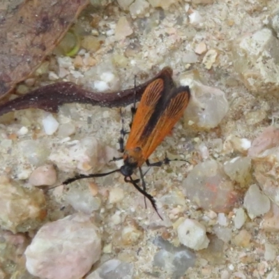 Snellenia lineata (A concealer moth) at Coree, ACT - 29 Feb 2020 by Christine