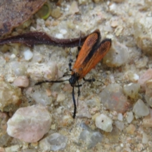 Snellenia lineata at Coree, ACT - 29 Feb 2020